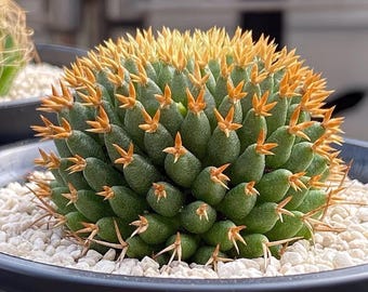 Live Mammillaria Decipiens Camptotricha Short Spined Cactus, 1.5" Birds Nest Pincushion Bare Root Houseplant