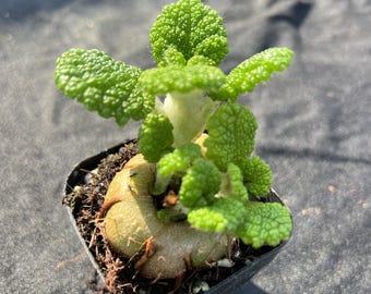 Sinningia Bullata, Width: 1.6'', Dormant without Leaves, Very Rare Caudex Succulent