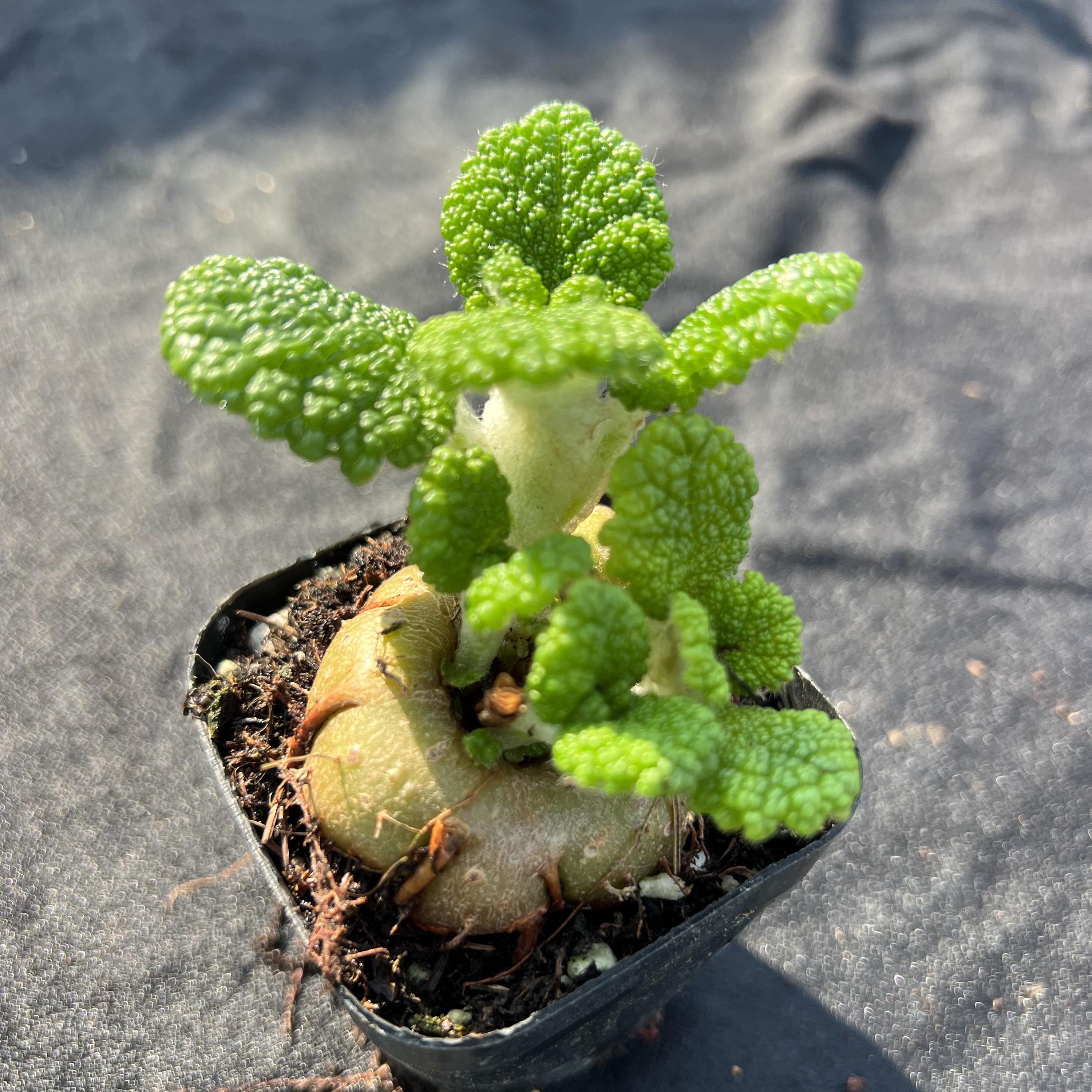 Unusual Caudex Plants - Etsy