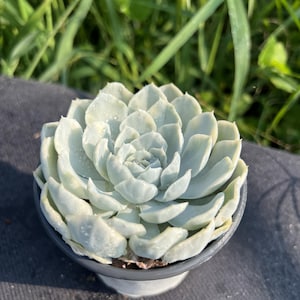 Variegated Echeveria Elegans &#39;Mexican Snowball&#39; Variegata, Width: 3.6&#39;&#39;, Very Rare Caudex Succulent, Live Plant