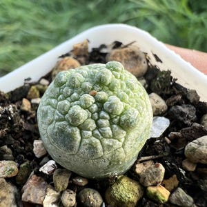 Pseudolithos Migiurtinus, Width: 0.4'', Dormant without Leaves, Very Rare Caudex Succulent, Live Plant