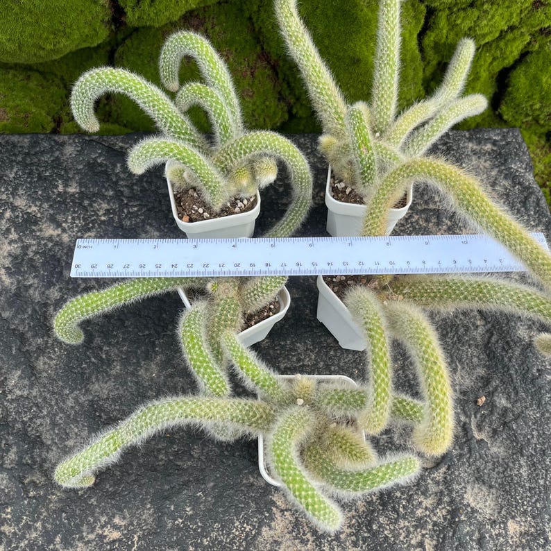 Cluster Ruller Hildewintera Colademononis 6'' Cluster Tails- Monkey Tail Cactus ...