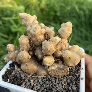 May include: A close-up of a succulent plant with a unique, textured appearance. The plant has a light brown color and is potted in a white square container filled with dark gray gravel. The background is blurred green grass.