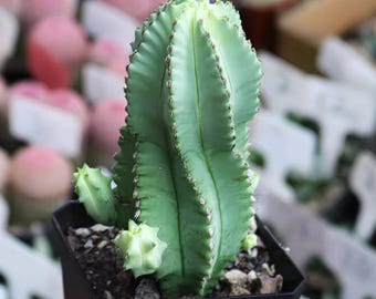 Spineless Euphorbia horrida 'Nuda' | Succulent Plant | 4" Thornless Cactus Live Plant | Unique Indoor Houseplant | Collector's Succulent