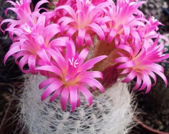 Live Eriosyce Senilis Cactus, 1.5" White Hair Spine Mini Succulent, Seed Grown Flowering House Cactus Plant