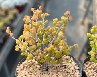 Drosanthemum sp 6 k sw Kliprand, 1.6'' Pot Mini Bonsai, AKA Drosanthemum 'Rice', Very Rare Succulent, WSYWIG