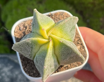 Variegated Astrophytum myriostigma – 2" Five-Ribbed Star Cactus, Live Cactus Plant, Collectors Succulent