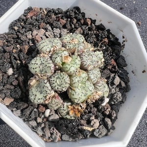 Othonna Cacalioides, Width: 1.6'', Dormant without Leaves, Very Rare Caudex Succulent, Live Plant