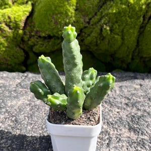 Pode incluir: Uma pequena planta suculenta verde-clara com múltiplos caules cilíndricos, nodosos e verticais que crescem num vaso de plástico branco quadrado cheio de terra escura. A planta apresenta uma superfície texturizada com pequenas saliências claras.