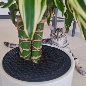 Puede incluir: Una planta de Dracaena en una maceta blanca con una parte superior texturizada negra. La planta tiene hojas verdes y amarillas. Un gato atigrado gris descansa cerca de la planta, mirando a la cámara.