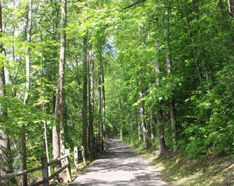 Tranquil Forest Path Photo Print, Serene Nature Photography (Digital Download)