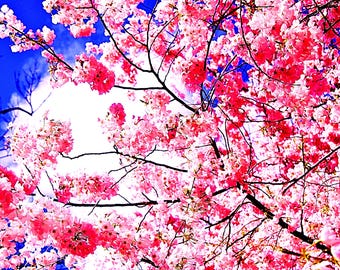 Glorious Pink Tree Kissing the Blue Sky! Digital Download.