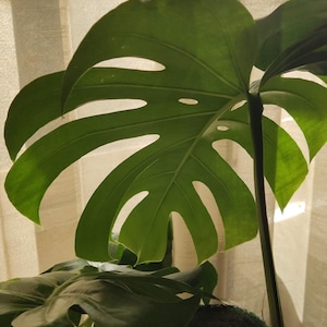 monstera deliciosa unrooted cuttings