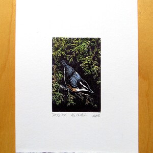 relief engraving, hand-coloured, nuthatch, nature image 2