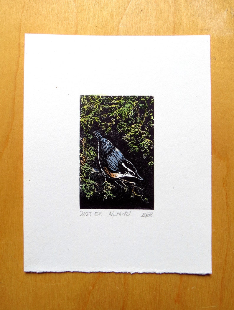 relief engraving, hand-coloured, nuthatch, nature image 2