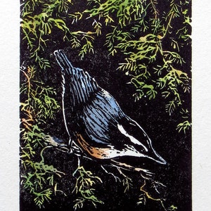 relief engraving, hand-coloured, nuthatch, nature image 1