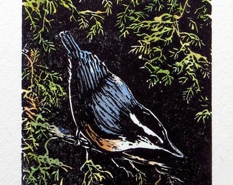 relief engraving, hand-coloured, nuthatch, nature