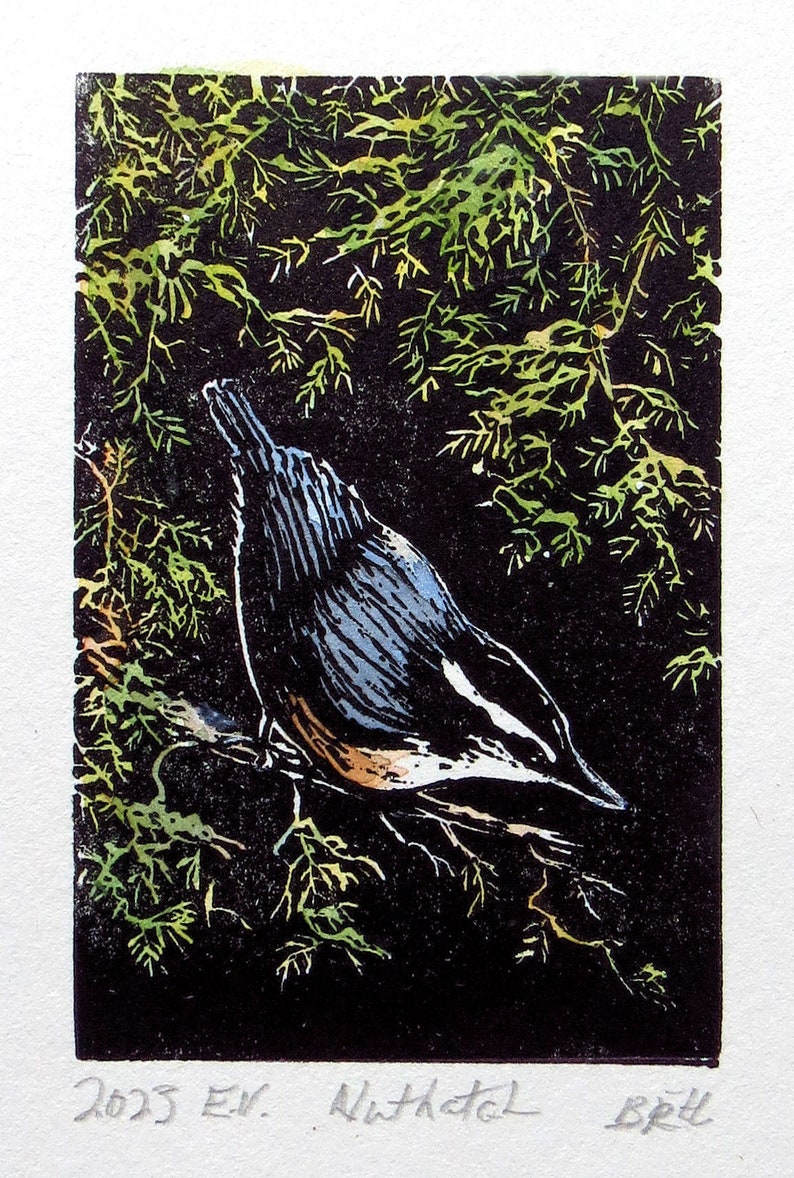 relief engraving, hand-coloured, nuthatch, nature image 1