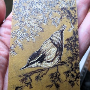 relief engraving, hand-coloured, nuthatch, nature image 3
