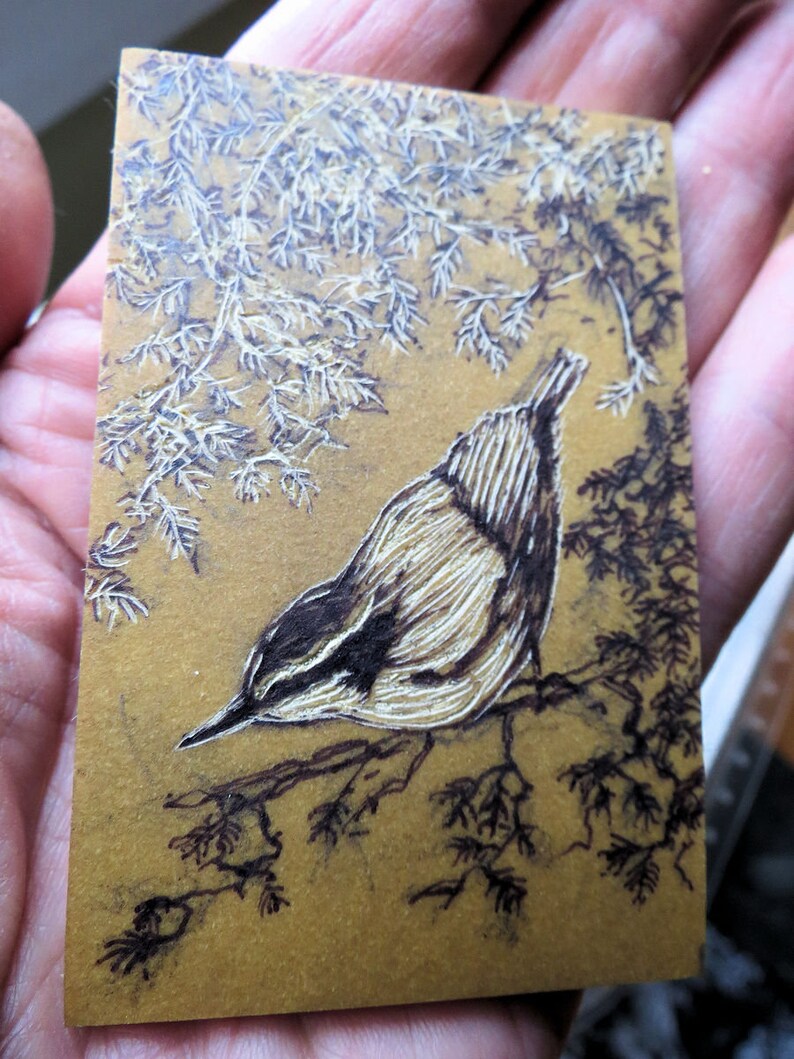 relief engraving, hand-coloured, nuthatch, nature image 3