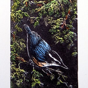 May include: A black and white woodblock print of a Nuthatch bird perched on a branch of a coniferous tree. The bird is facing to the right and has a blue back, white breast, and black head. The print is signed "Nuthatch" and dated "2024 EV."