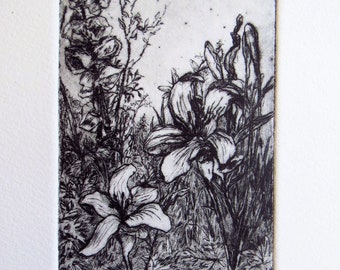 Drypoint, etching, botanical study