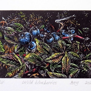 wood engraving, hand coloured, wild blueberries, unframed image 1