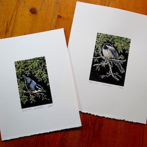 relief engraving, hand-coloured, nuthatch, nature image 8