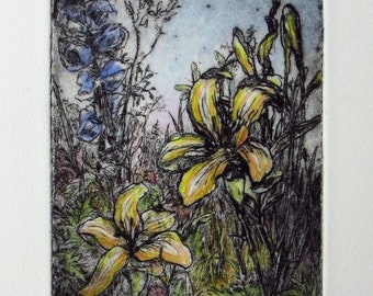drypoint etching with hand colouring, small botanical study