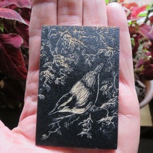 relief engraving, hand-coloured, nuthatch, nature image 4