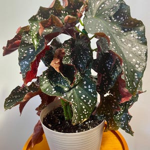 Crackling Rosie Begonia Pink Spot Cutting – Rare Begonia – Unrooted Easy Water Propagation Houseplant Begonia Lovers