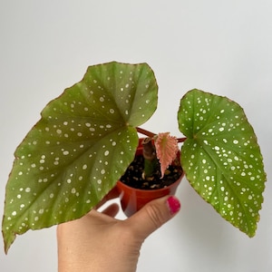 Begonia Angel wing live Starter Plant in 2.5” pot-Well Rooted Begonia Collection Plant lover house indoor plant