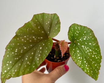 Angel Wing Begonia Live Plant - Starter Plant in 2.5" Pot