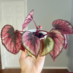 Red Kiss Begonia - Rare Begonia Rex 4&quot; Starter Indoor Houseplant