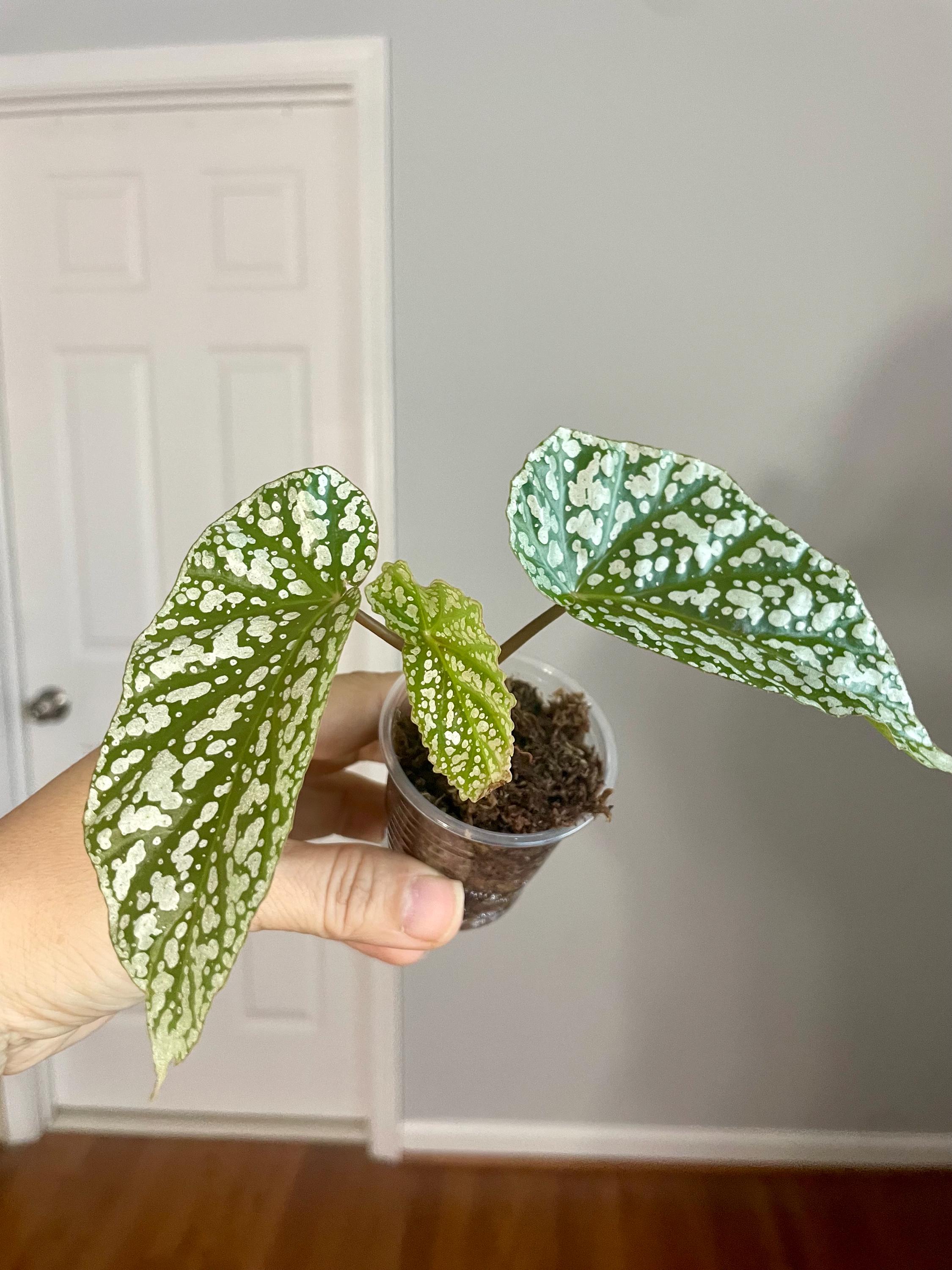 Snowcapped Begonia Variegated - Etsy