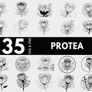 Op de afbeelding: Een verzameling van 35 Protea bloemontwerpen in SVG- en PNG-formaten. De zwart-wit illustraties tonen gedetailleerde lijntekeningen en cirkelvormige arrangementen. Het woord "PROTEA" wordt in vette witte tekst weergegeven.
