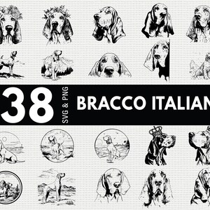 Może przedstawiać: Kolekcja 38 czarno-białych ilustracji psów Bracco Italiano w różnych pozach i stylach. Niektóre psy są przedstawione z kwiatowymi koronami, a inne w plenerze. Tekst "38 SVG & PNG" i "BRACCO ITALIANO" jest również zawarty.