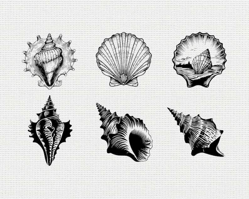 Seashell SVG PNG Bundle, Beach Seashell Silhouette Clipart, Ocean ...