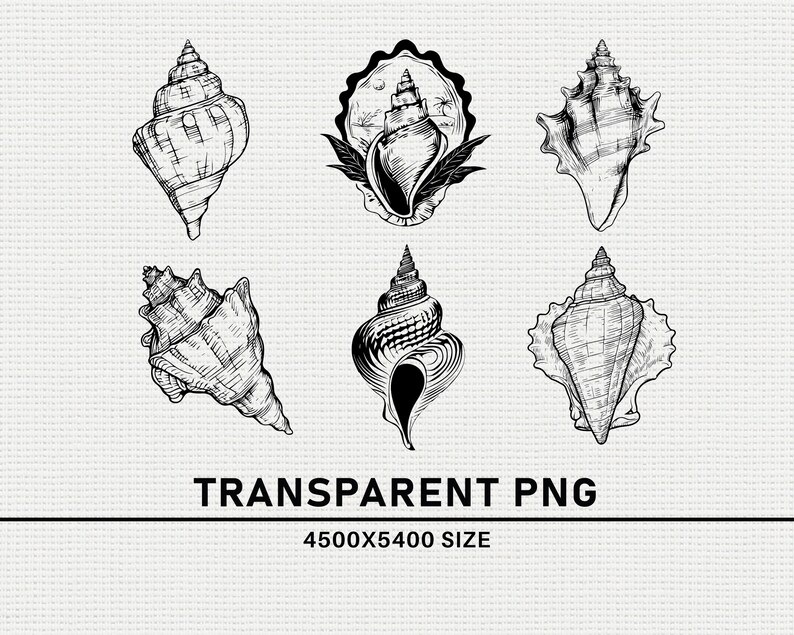 Seashell SVG PNG Bundle, Beach Seashell Silhouette Clipart, Ocean ...