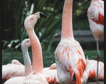 Anmutiger Flamingo-Tanz – Kunstdruck als Wanddekoration – Lebendige Naturfotografie