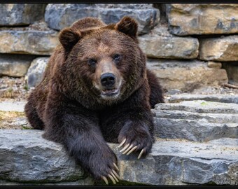 Majestätischer Bär Kunstdruck Rustikale Tierfotografie Wanddekoration
