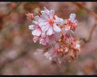 Kirschblüten Kunstdruck, zart florales Wanddekor