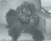 Fotografía Vintage foto instantánea pura raza cachorro de perro caniche negro en silla