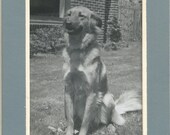 Fotografía mate Vintage foto instantánea Golden Retriever perro presentado en casa de ladrillos de césped