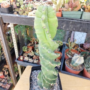 13&quot; Tall Cereus forbesii cv Spiralis Cactus, Tornado Cactus,  Twisted Cactus.   (#1578?