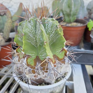 May include: A green cactus with white spots and brown edges, planted in a clear plastic pot. The cactus has long, sharp, brown and gray spines. Other potted cacti are visible in the background, suggesting a collection of succulents.