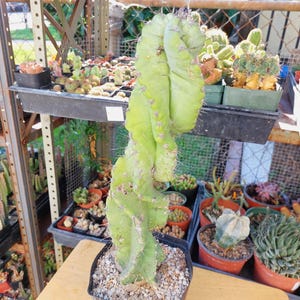 16&quot; tall Cereus forbesii cv. Spiralis, Tornado Cactus, Twisted Cactus.