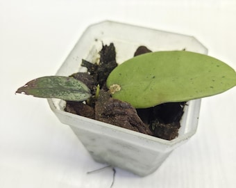 Hoya Silver Dollar,  3" pot.        (#12)