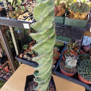 15&quot; tall Cereus Forbesii cv. Spiralis, Tornado Cactus,  Twisted Cactus. Mature cactus ready to bloom.  (#1598)
