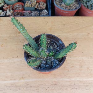 Echinocereus pentalophus, Lady Finger Cactus, Dog Tail, Alicoche, 4&quot; pot.